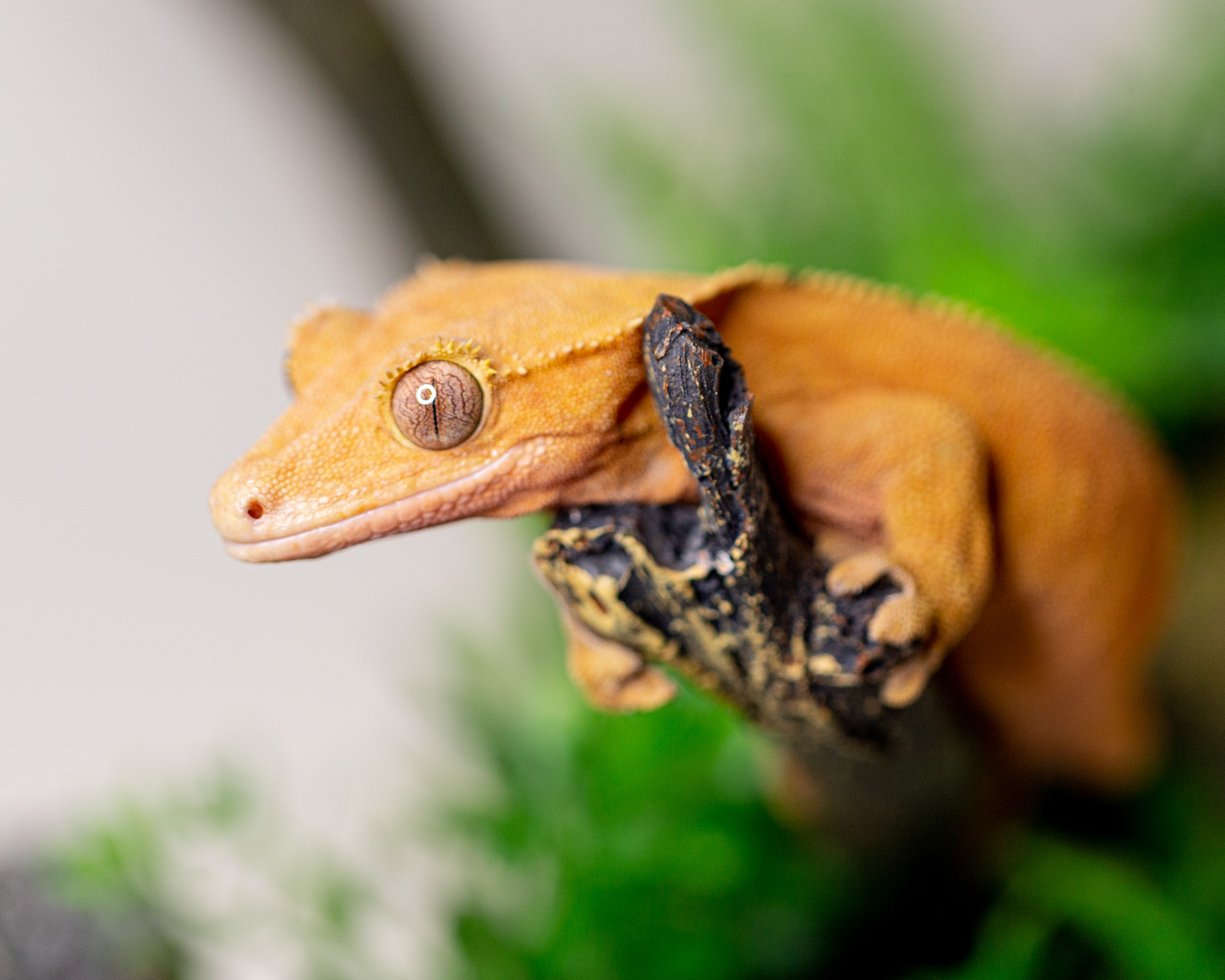 Female crested gecko - Ariel