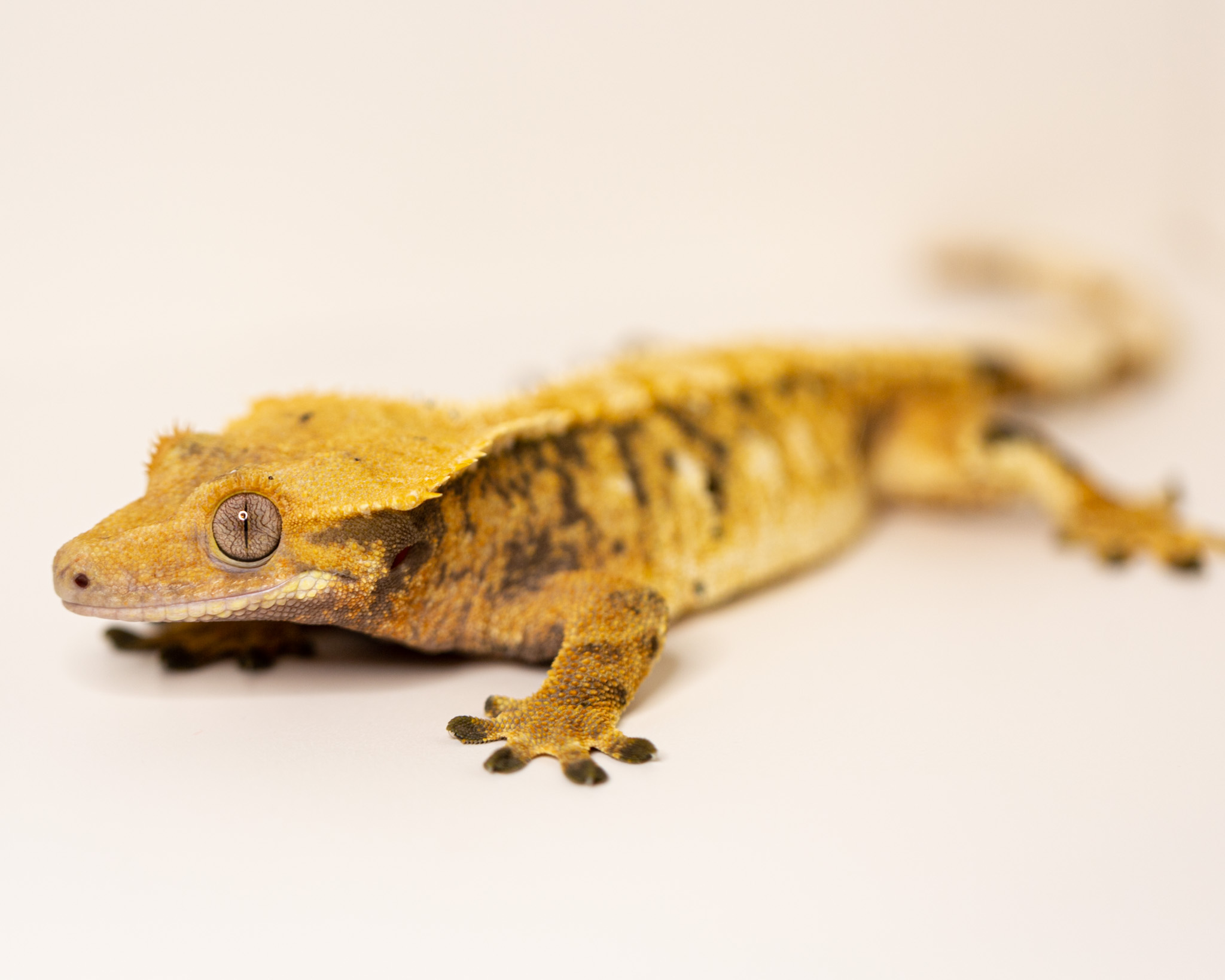 Male crested gecko - Crumble
