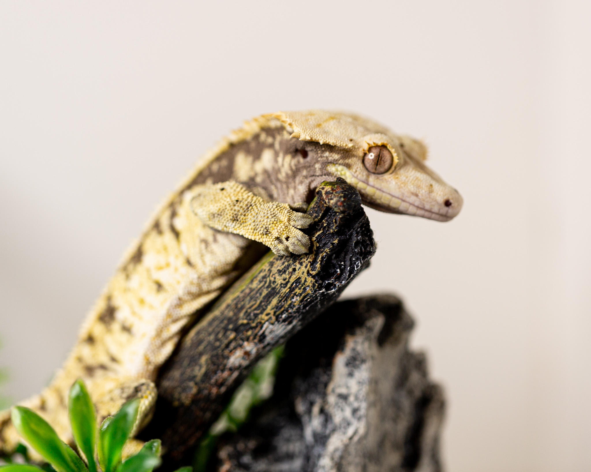 Male crested gecko - Drippy