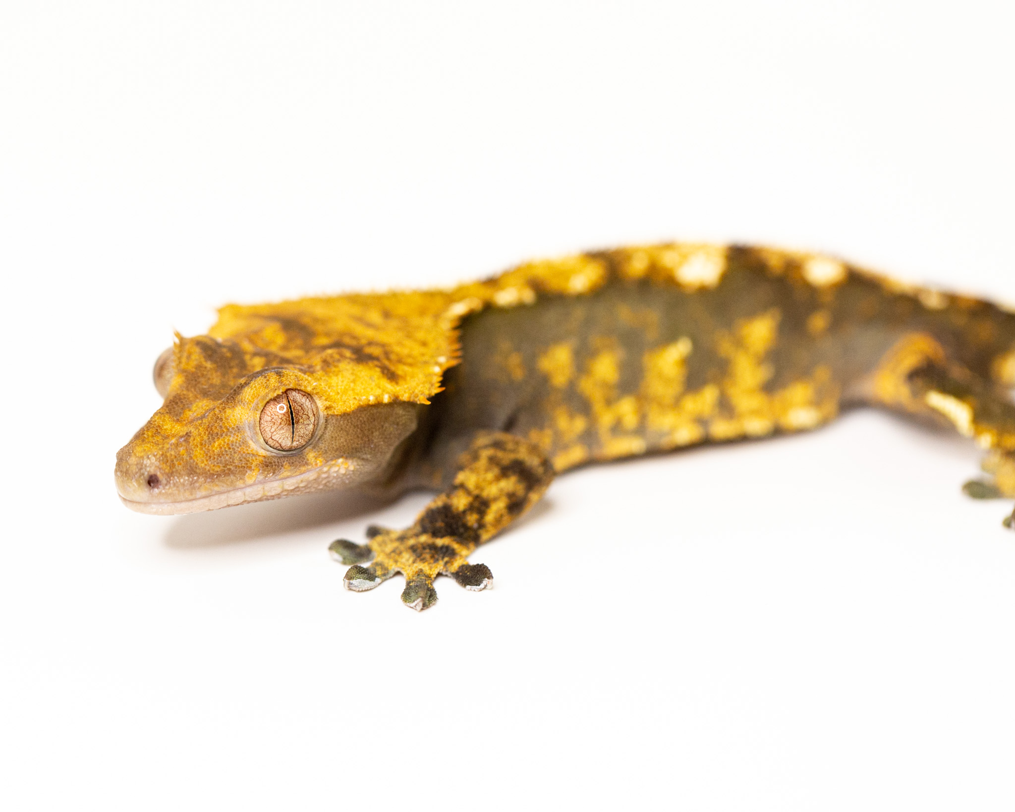 Male crested gecko - Jasper