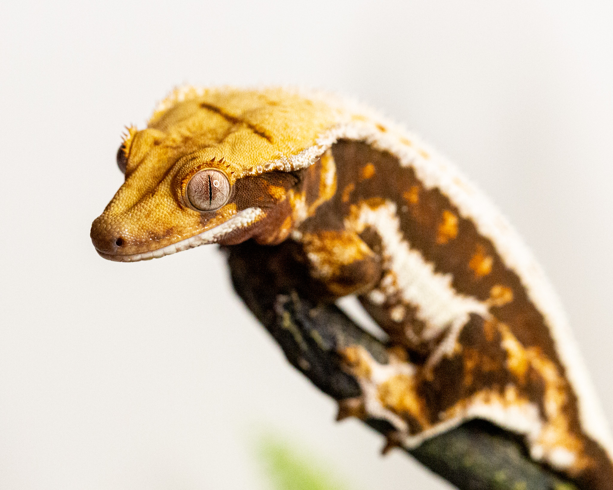 Female crested gecko - Khaleesi