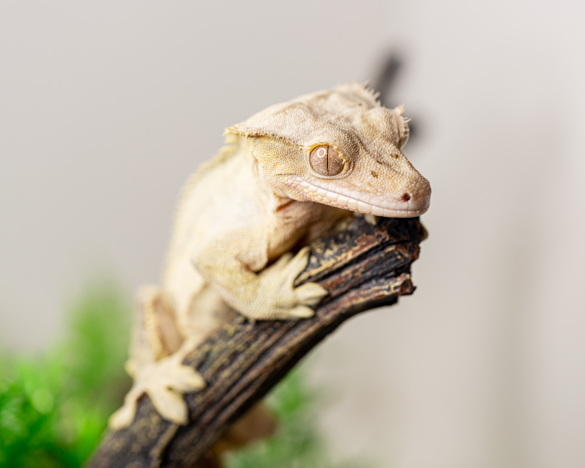 Male crested gecko - Phantom
