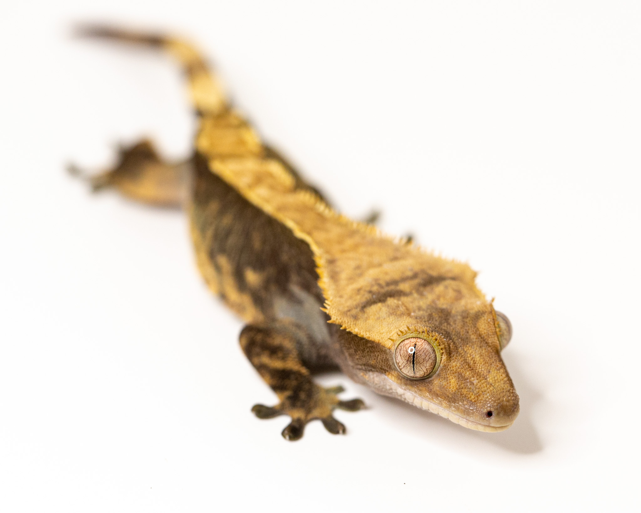 Female crested gecko - Scarlet