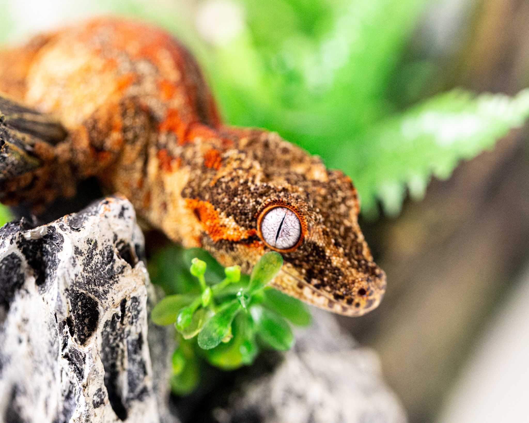 Male gargoyle gecko - Chucky