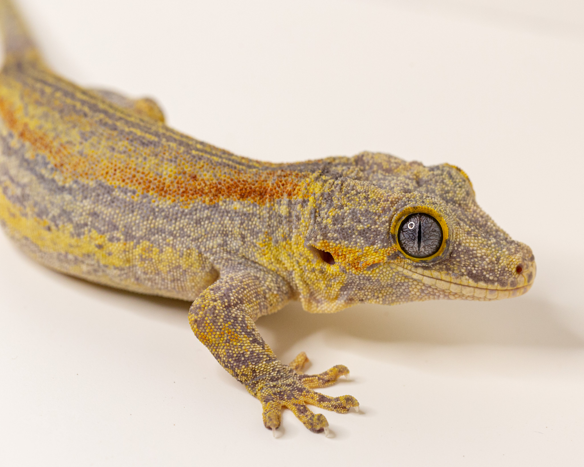 Male gargoyle gecko - Rusty